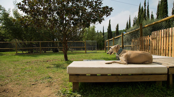 Residencias Caninas en Villanueva de Gormaz