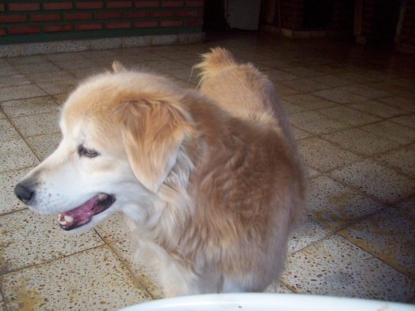 Residencias Caninas en Torres de Albanchez
