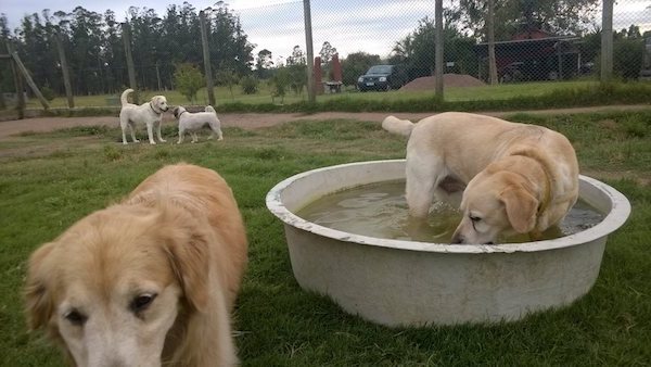 Residencias Caninas en Torrejon del Rey